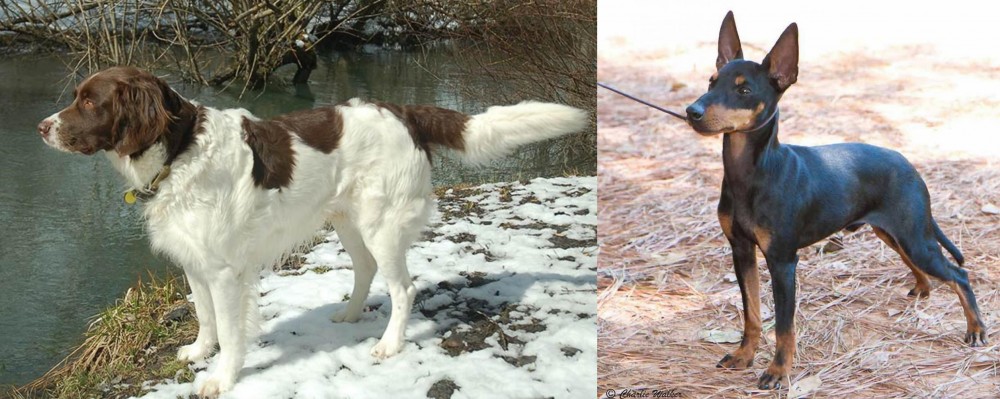 English Toy Terrier (Black & Tan) vs Drentse Patrijshond - Breed Comparison