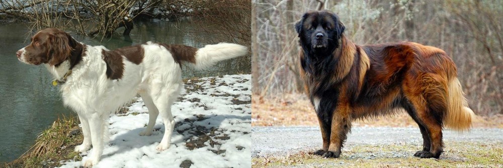 Estrela Mountain Dog vs Drentse Patrijshond - Breed Comparison