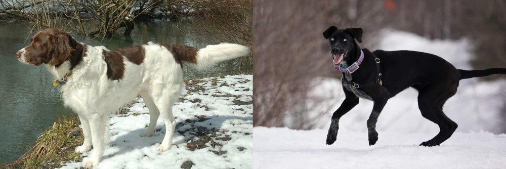 Eurohound vs Drentse Patrijshond - Breed Comparison