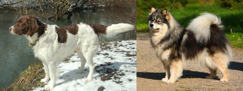 Finnish Lapphund vs Drentse Patrijshond - Breed Comparison
