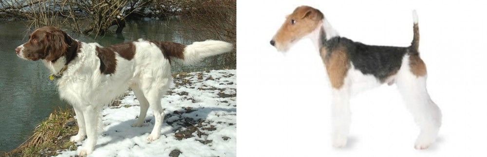 Fox Terrier vs Drentse Patrijshond - Breed Comparison
