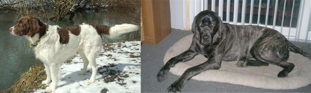 Giant Maso Mastiff vs Drentse Patrijshond - Breed Comparison