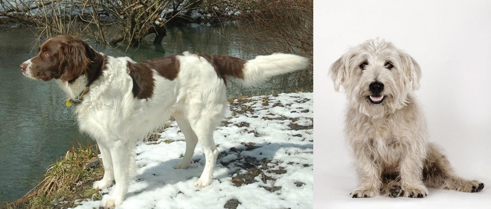 Glen of Imaal Terrier vs Drentse Patrijshond - Breed Comparison