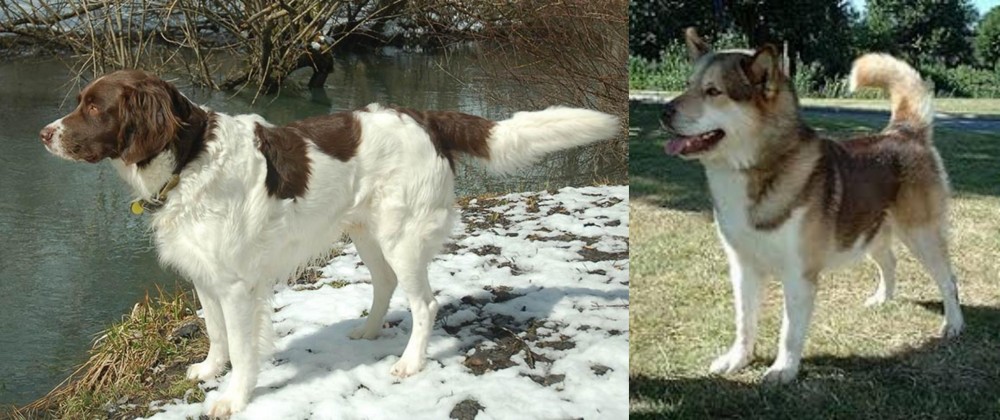 Greenland Dog vs Drentse Patrijshond - Breed Comparison