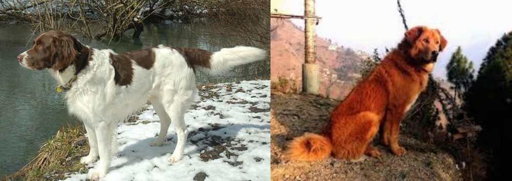 Himalayan Sheepdog vs Drentse Patrijshond - Breed Comparison