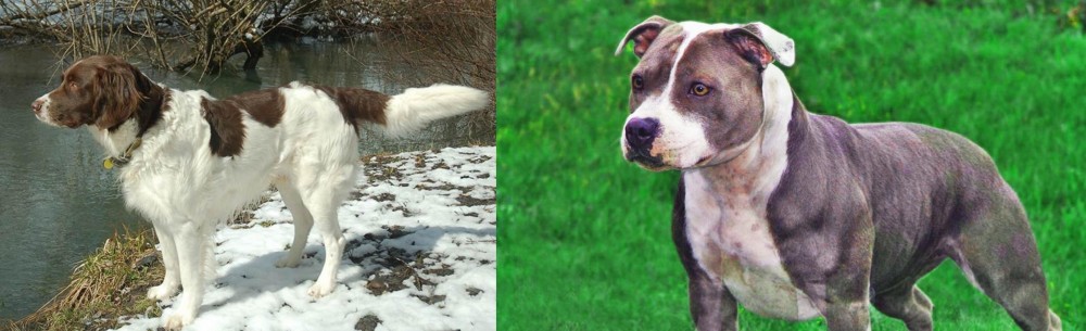 Irish Staffordshire Bull Terrier vs Drentse Patrijshond - Breed Comparison