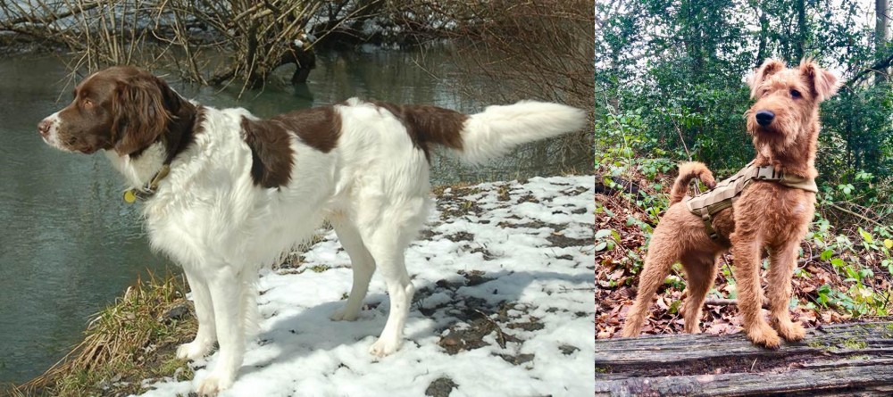 Irish Terrier vs Drentse Patrijshond - Breed Comparison