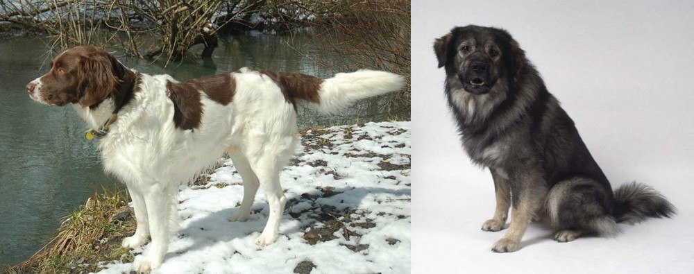 Istrian Sheepdog vs Drentse Patrijshond - Breed Comparison