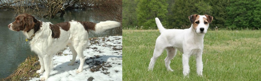 Jack Russell Terrier vs Drentse Patrijshond - Breed Comparison