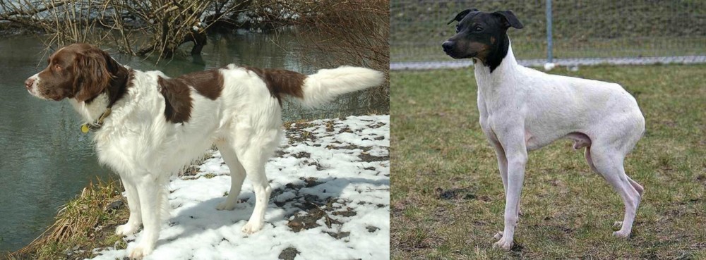 Japanese Terrier vs Drentse Patrijshond - Breed Comparison