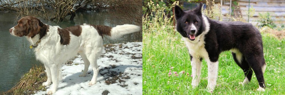 Karelian Bear Dog vs Drentse Patrijshond - Breed Comparison
