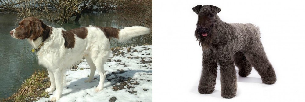 Kerry Blue Terrier vs Drentse Patrijshond - Breed Comparison