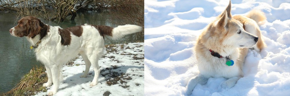 Labrador Husky vs Drentse Patrijshond - Breed Comparison