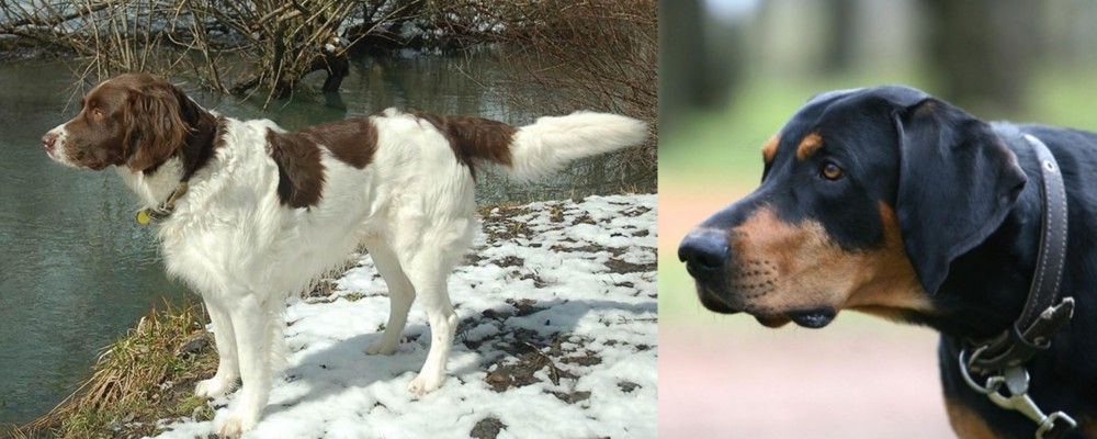 Lithuanian Hound vs Drentse Patrijshond - Breed Comparison