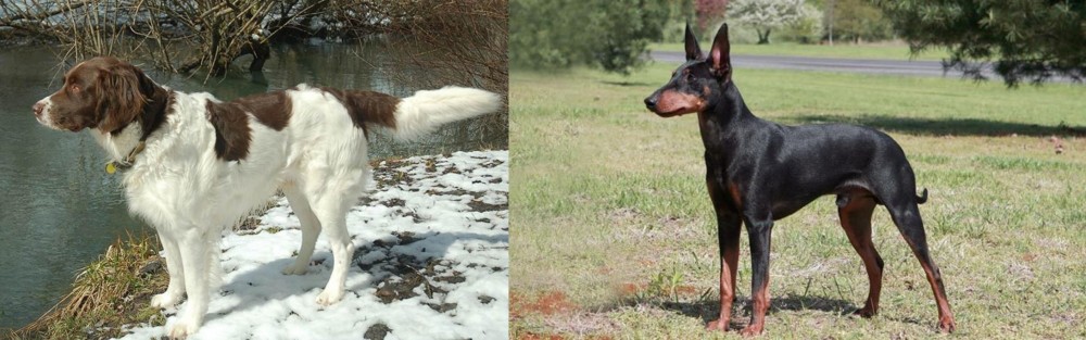 Manchester Terrier vs Drentse Patrijshond - Breed Comparison