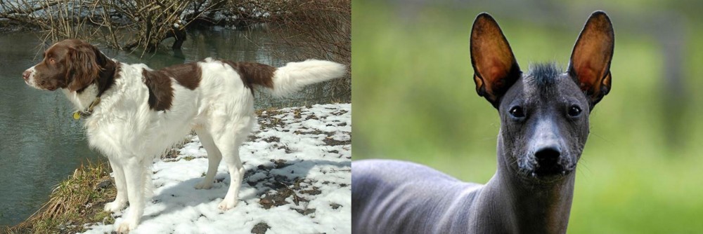 Mexican Hairless vs Drentse Patrijshond - Breed Comparison