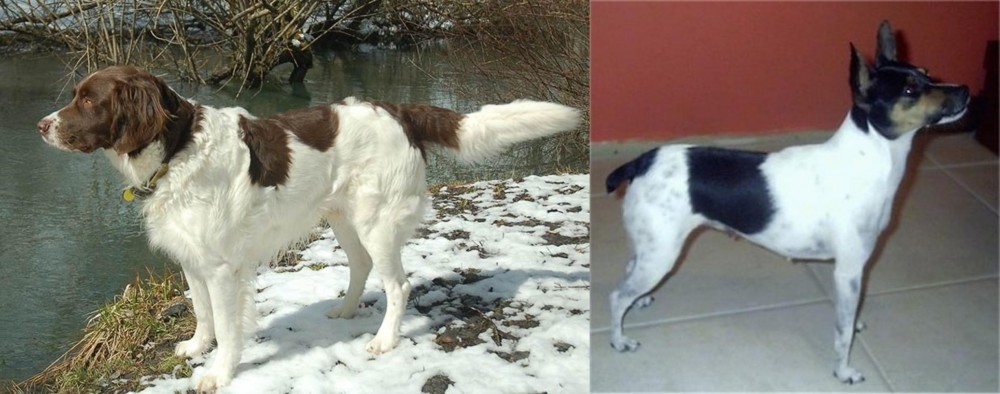 Miniature Fox Terrier vs Drentse Patrijshond - Breed Comparison
