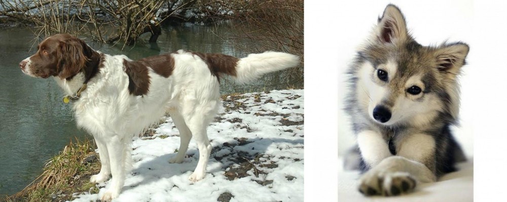 Miniature Siberian Husky vs Drentse Patrijshond - Breed Comparison