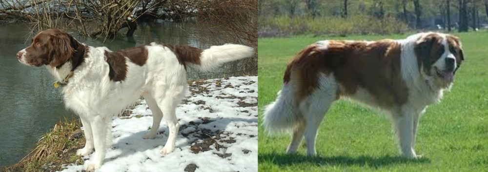 Moscow Watchdog vs Drentse Patrijshond - Breed Comparison