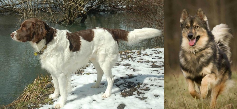 Native American Indian Dog vs Drentse Patrijshond - Breed Comparison