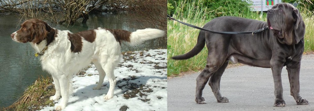 Neapolitan Mastiff vs Drentse Patrijshond - Breed Comparison