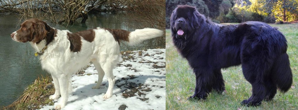 Newfoundland Dog vs Drentse Patrijshond - Breed Comparison