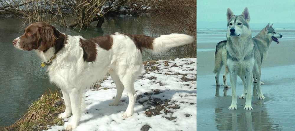 Northern Inuit Dog vs Drentse Patrijshond - Breed Comparison