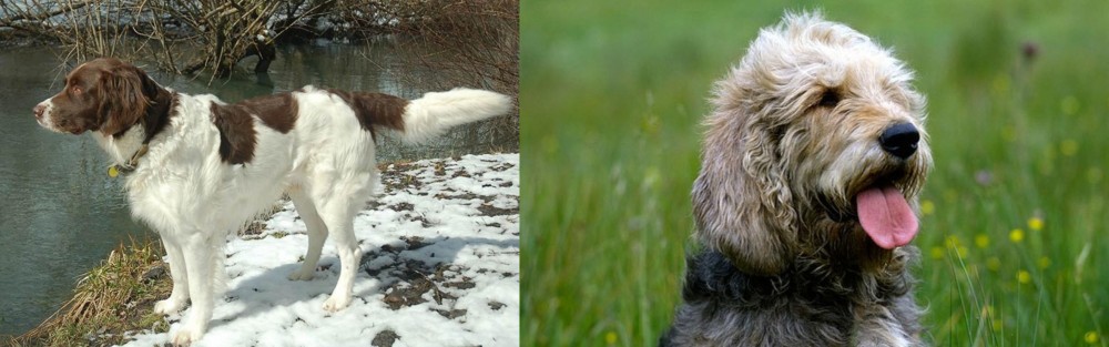 Otterhound vs Drentse Patrijshond - Breed Comparison