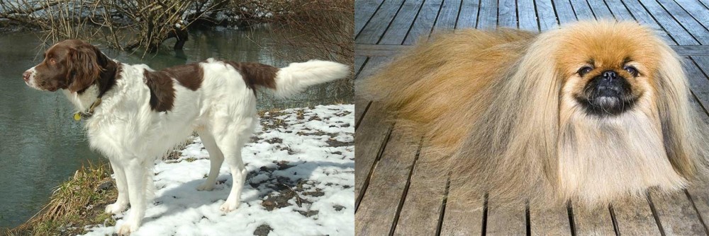 Pekingese vs Drentse Patrijshond - Breed Comparison