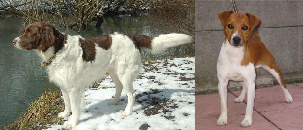 Plummer Terrier vs Drentse Patrijshond - Breed Comparison
