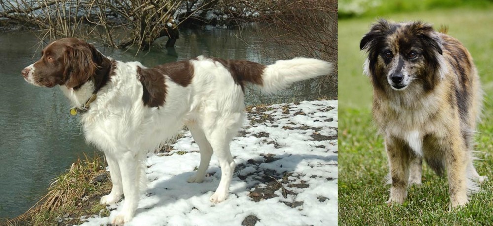 Pyrenean Shepherd vs Drentse Patrijshond - Breed Comparison