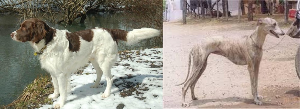 Rampur Greyhound vs Drentse Patrijshond - Breed Comparison