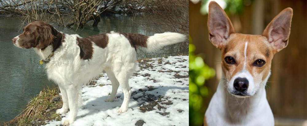 Rat Terrier vs Drentse Patrijshond - Breed Comparison