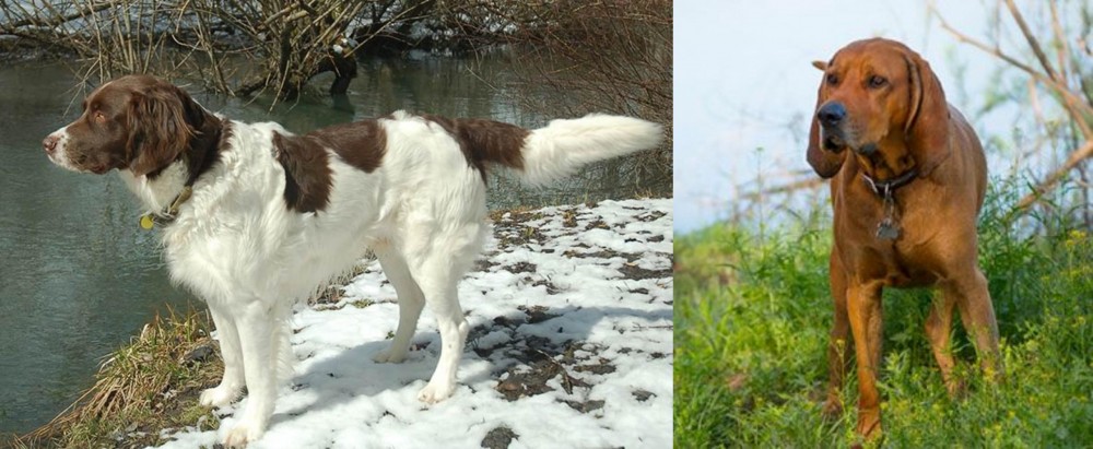 Redbone Coonhound vs Drentse Patrijshond - Breed Comparison
