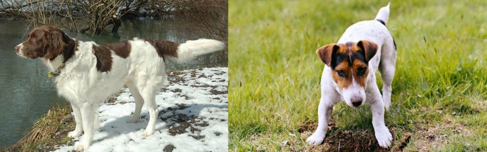 Russell Terrier vs Drentse Patrijshond - Breed Comparison