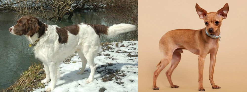 Russian Toy Terrier vs Drentse Patrijshond - Breed Comparison