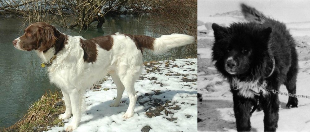 Sakhalin Husky vs Drentse Patrijshond - Breed Comparison