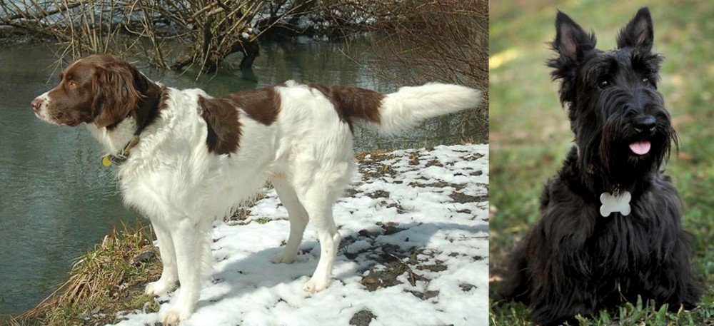 Scoland Terrier vs Drentse Patrijshond - Breed Comparison