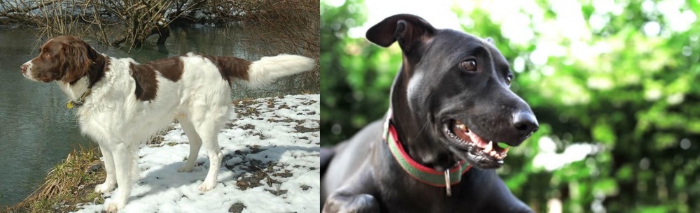 Shepard Labrador vs Drentse Patrijshond - Breed Comparison