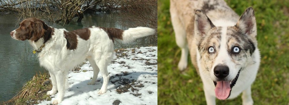 Shepherd Husky vs Drentse Patrijshond - Breed Comparison