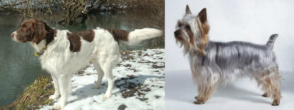 Silky Terrier vs Drentse Patrijshond - Breed Comparison