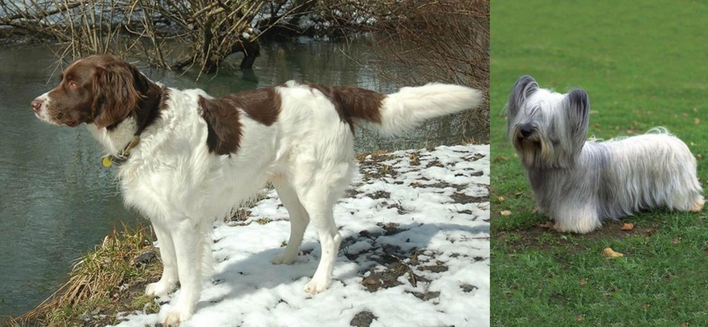 Skye Terrier vs Drentse Patrijshond - Breed Comparison