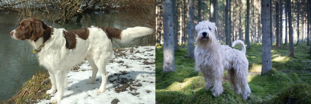 Soft-Coated Wheaten Terrier vs Drentse Patrijshond - Breed Comparison