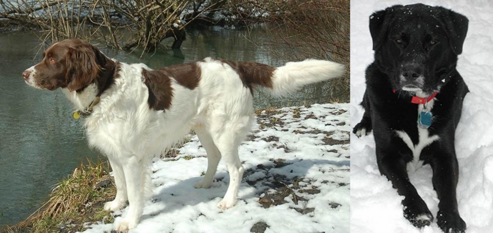 St. John's Water Dog vs Drentse Patrijshond - Breed Comparison