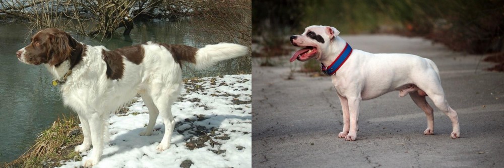 Staffordshire Bull Terrier vs Drentse Patrijshond - Breed Comparison