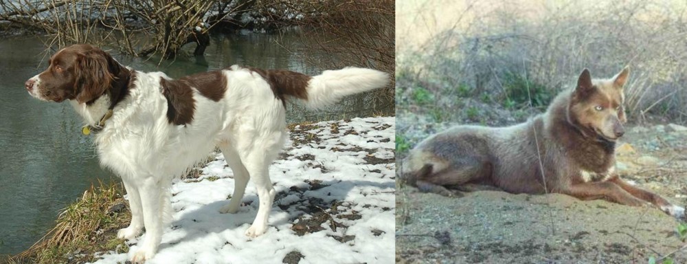 Tahltan Bear Dog vs Drentse Patrijshond - Breed Comparison