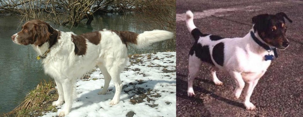 Teddy Roosevelt Terrier vs Drentse Patrijshond - Breed Comparison