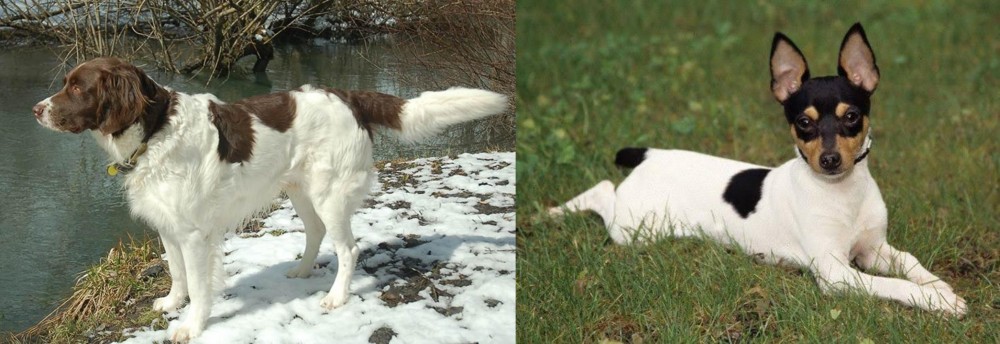 Toy Fox Terrier vs Drentse Patrijshond - Breed Comparison