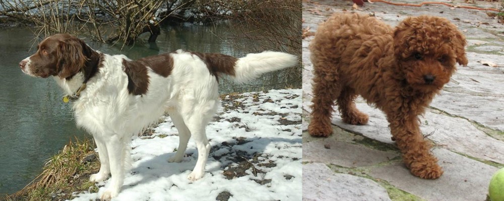 Toy Poodle vs Drentse Patrijshond - Breed Comparison