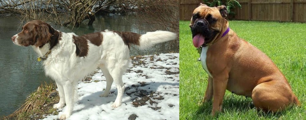 Valley Bulldog vs Drentse Patrijshond - Breed Comparison